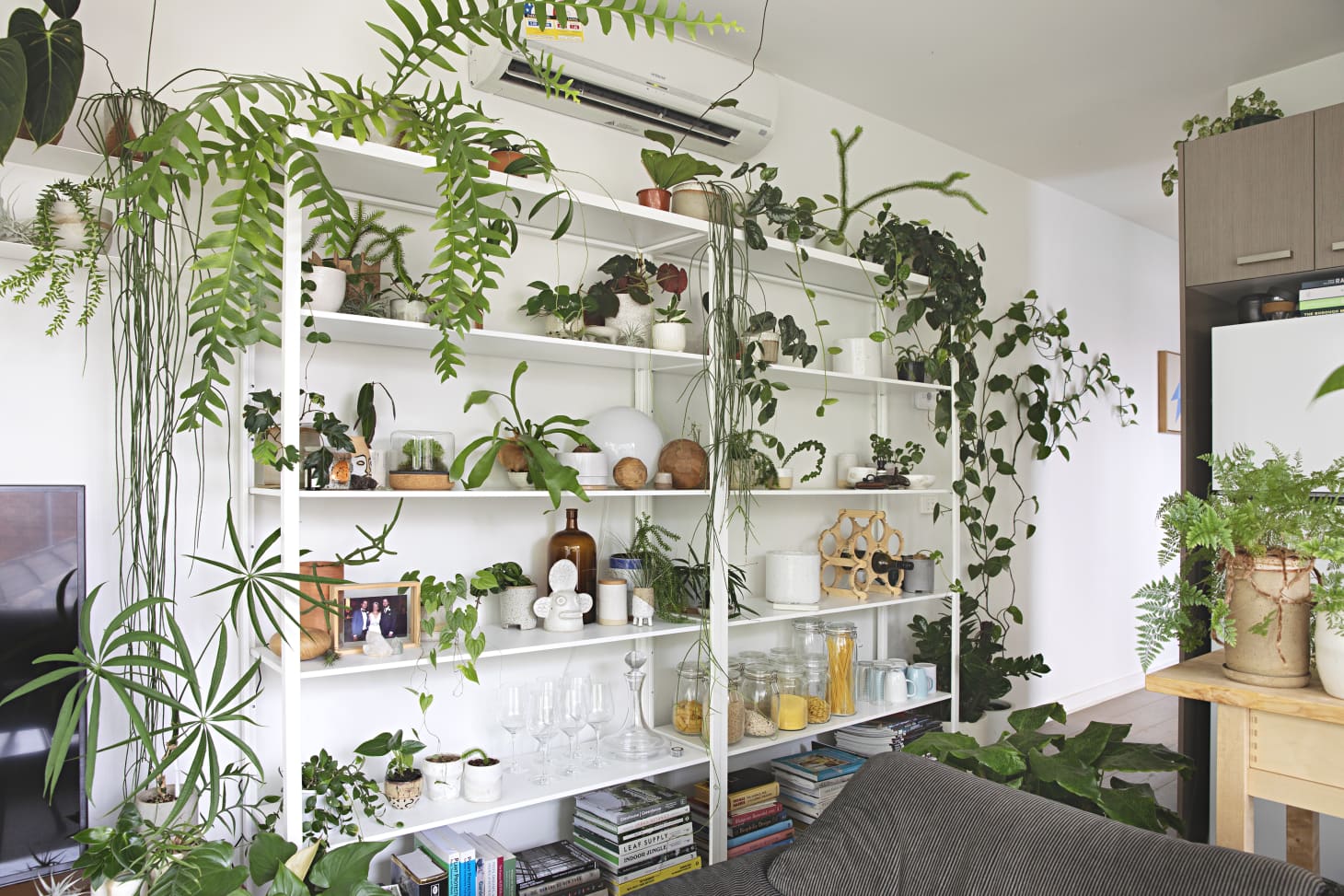 plant display living room